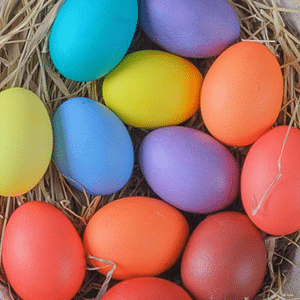 A different color of a prospect eggs